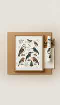 Ornithology Study Goldfinch Edition
