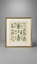 Natural History Study Giclée Print Restored Detail